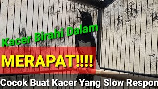 Pancingan KACER GACOR NGOBRA Untuk Birahi Dalam atau Kurang Emosi