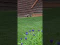 porcupine