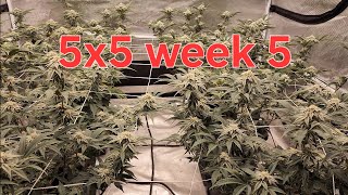Mars hydro 5x5 with FC-E8000. 3.9 gallon autopot.Gaia green Inhouse genetics platinum purple candy.