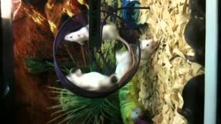 Mice! @VenomFluffers