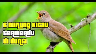 6 Jenis burung kicau paling merdu dan indah d dunia