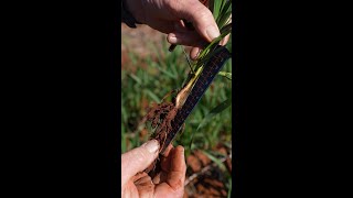 🌱🌱 Why is this a game changer? #GRDC #shorts #longcoleoptile
