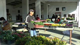 A Piacon Jártunk. Életerős Növények, Ismerős Termelőktől - Tavi Tv