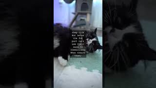 The Secret Power of Cat Ears 32 Muscles vs 6 in Humans Did you know cats have a...