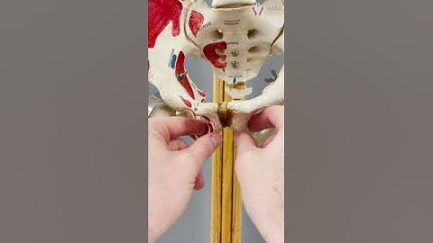 Male vs Female Pelvis | Can You Tell the Difference? | #shorts