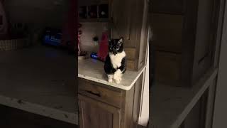 Sammy When He Wants Whipped Cream Vs. Sammy Any Other Time.. Hes Such A Faker.. ?