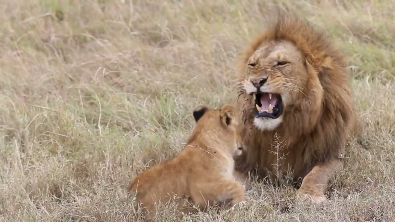 Wild Animals Documentary 2023| Lions, Cheetah, Elephants, Zebras, Deers