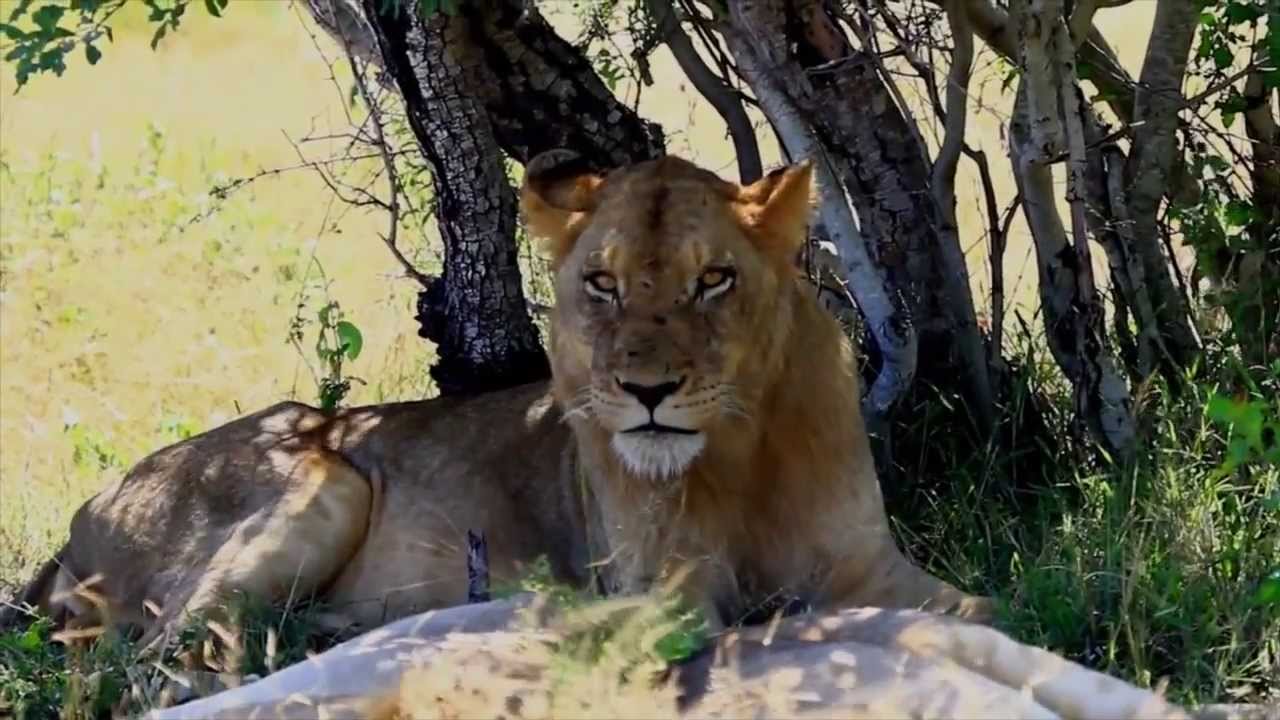 Africa Geography Project YouTube