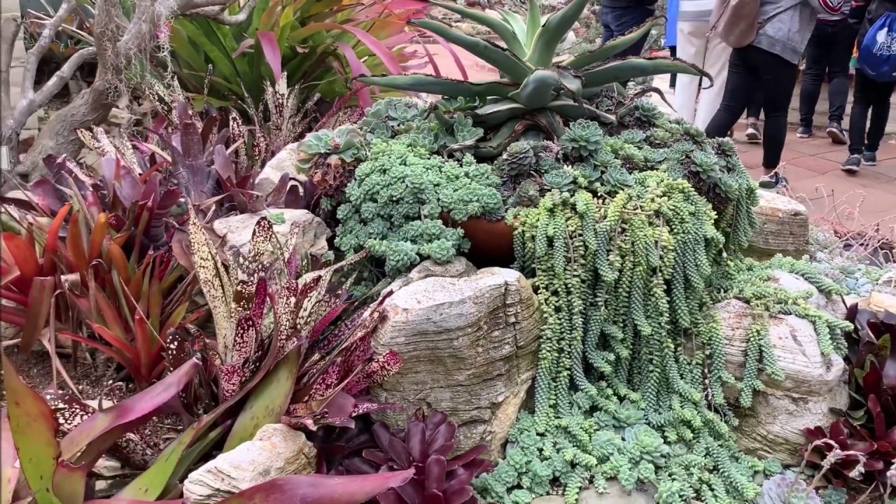 Beautiful Succulent Garden Tour 2020 - Sherman Library