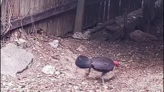 Reggae Brush Turkey