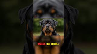 Esto sorprende a todos los dueños de Rottweiler #perros #rottweiler #tips