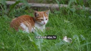 Science Explains: Surprising Secrets of Domestic Cats