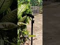 Tripod 2 Meter Kuat Kokoh #tripod #tripod2meter #tripodmurah #modalkontendoang