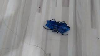 cool hexbug micro ant