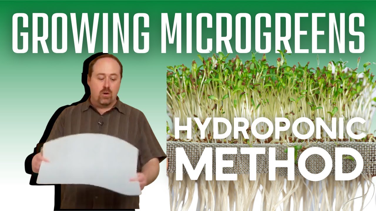 Growing Microgreens   Hydroponic Method Part 1   Planting Micro Greens