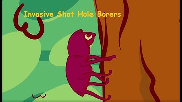 Invasive Pests Killing Our Trees short version