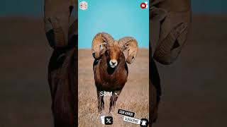 animal video #viral #birds #trending #shorts #ssm