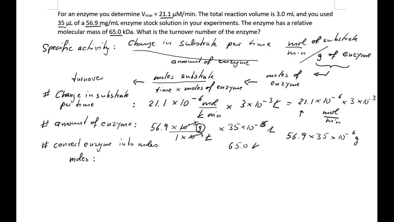Finding the turnover number of an enzyme YouTube