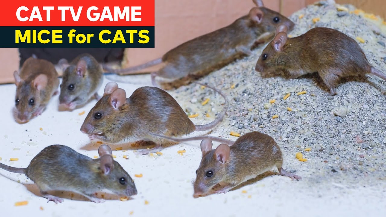 Cat Games - Rat/Mice for Cats to Watch | Mouse Videos for Cats to Watch
