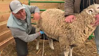 Small Ruminant Ultrasound Tips From Dr. Terhaar