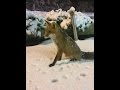 Tamed Fox Eating From Hand