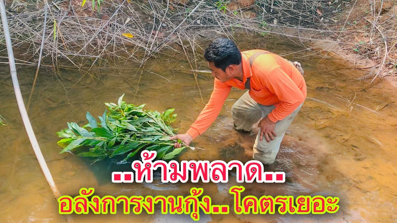 โคตรว๊าว..ดักกุ้งพื้นบ้าน..กับพรานพี่พรานน้อง..เยอะขนาดนี้ต้องมีเมนูเด็ด | วิถีพื้นบ้าน เดลิเวอรี่