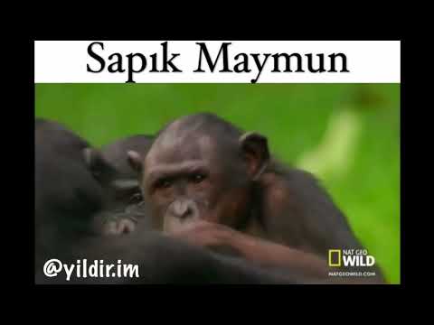 Sapık Maymun- Karadeniz Dublaj
