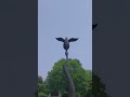 [아무말대잔치] #와우! 나무보다 새가 더 크네~