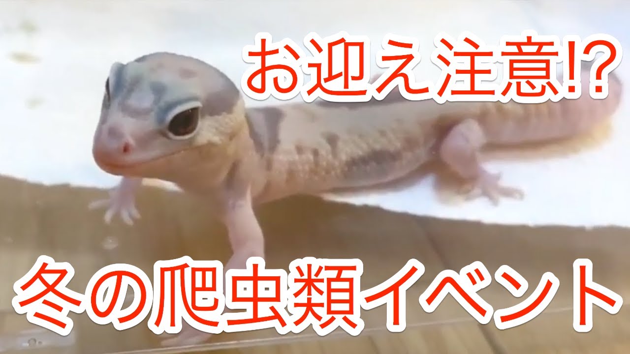 必見 冬の爬虫類イベントの注意点 お迎えした子の持ち帰り方や服装など解説します Youtube