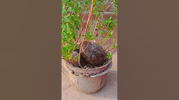 18 अक्टूबर धनतेरस के दिन करे ये उपाय ।#pradeepmishrajidhankeupay #viral #upay #viralreels #viral