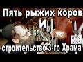 Раскол израильского общества. Пять рыжих коров и восстановление Иерусалимского храма. CBNNEWS