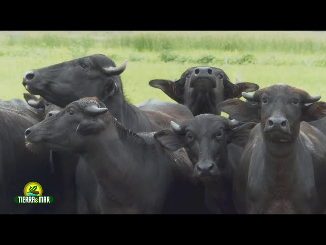 Búfalos: Crianza en la Hacienda el Garzal - TYM