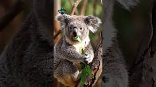 El animal que duerme 22 horas al día 😴 | Increíble vida del Koala