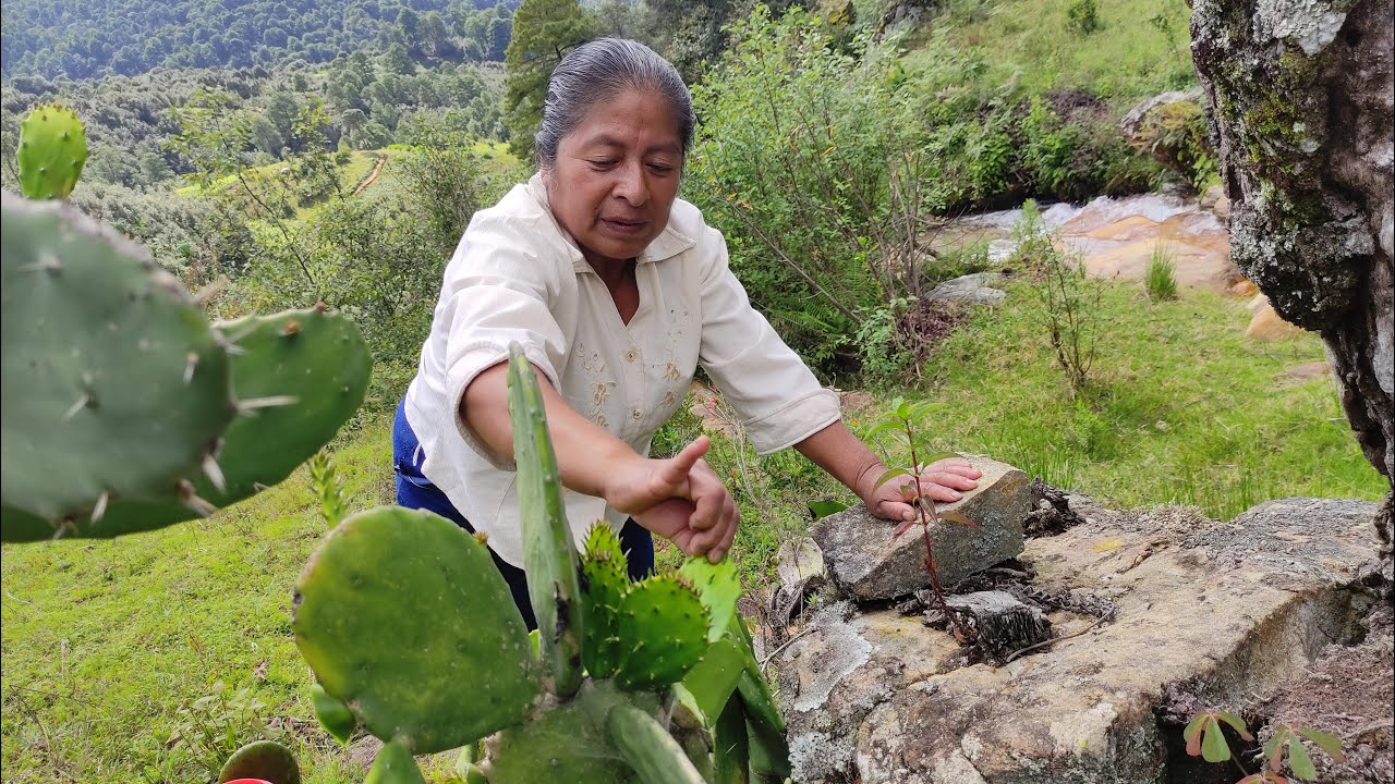 Me di una espinada con los nopales, les comparto una receta de huazontles con queso de Oaxaca