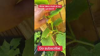 Wow my garden is coming together!!!! Watch it grow!!! #gardening #gardenanswer #gardenwise