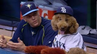 CLE@TB: Super Dog Max hangs out in the Rays' dugout Details