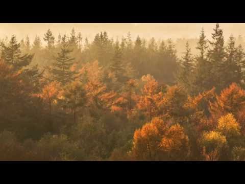 Herfst op de Utrechtse Heuvelrug