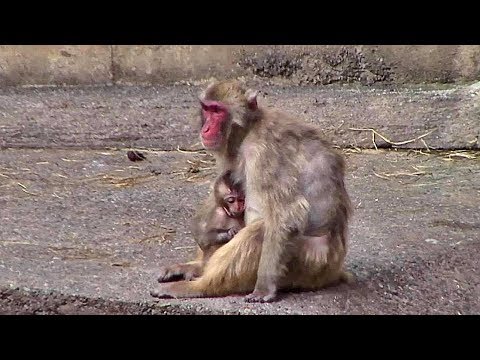 video phone beyonce mp3 ニホンザルの親子 （多摩動物公園）Japanese Macaque Mother & Baby