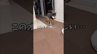警戒心MAXの黒柴…。