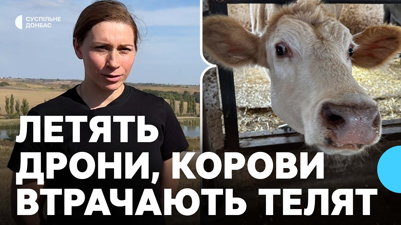 Корови бояться дронів. Як родина повернулася з евакуації та відновила прифронтову ферму на Донеччині