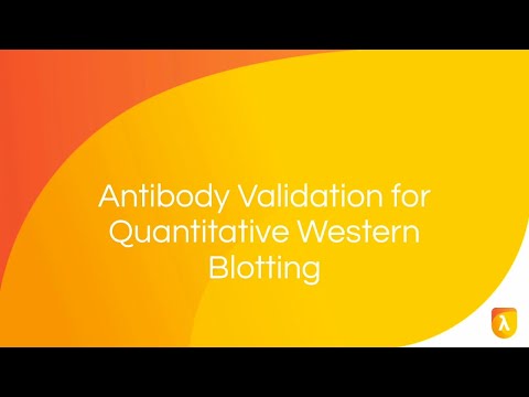 Validation of Multiple Independent Antibodies | Antibody Validation