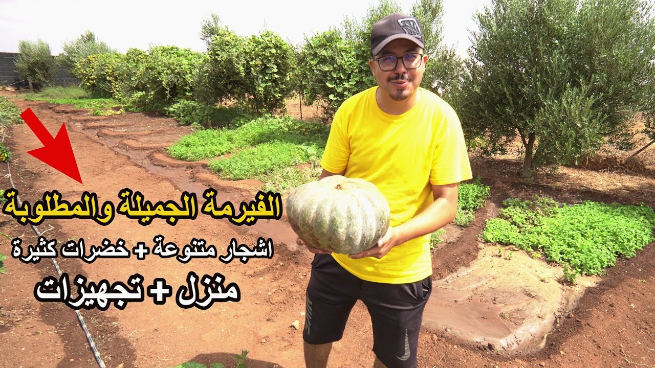 ✨فيرمة جميلة مليئة بأجمل أشجار الفواكه المثمرة فين تعيش اجمل اللحظات مع منزل تقليدي محفظة ✨ تيفلت