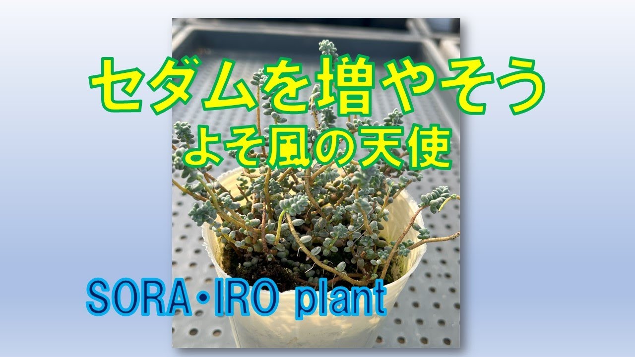多肉植物＃75】セダム増やし時。そよ風の天使、名前が可愛いね。2024年