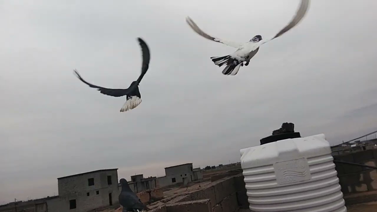 شباب جبت طيور جديده🙀👌. والهوا قوي وطيرت الماشيه🙀 والأحمر والشعل،😂🤩🤩لايك وشتراك 🦜🕊️🕊️