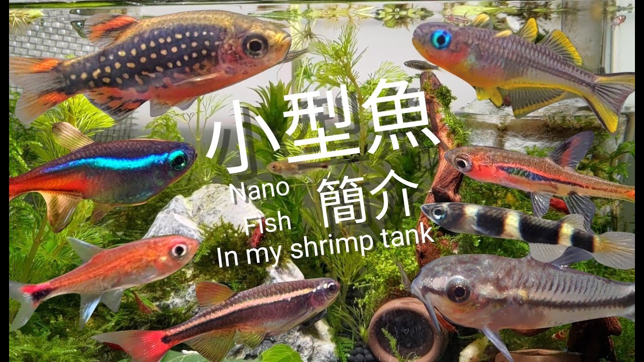 水族 13種小型魚介紹 魚蝦瘋狂混養參考ep 1 Nano Fish In My Shrimp Tank Youtube