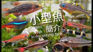 水族【13種小型魚介紹】魚蝦瘋狂混養參考EP.1Nano fish in my shrimp tank