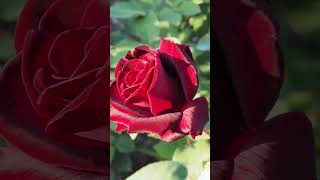 バラ：黒真珠 Kuroshinju