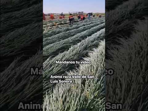 حصاد البصل الأخضر مزرعة بصلة يوميات خضروات خضر   