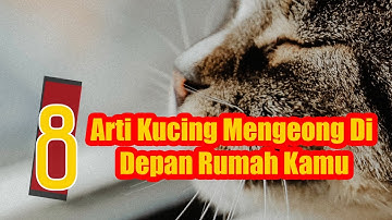 WwAwW...Inilah Arti Kucing Mengeong di Depan Rumah Kamu!!!