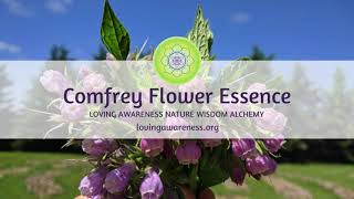 Comfrey Flower Essence